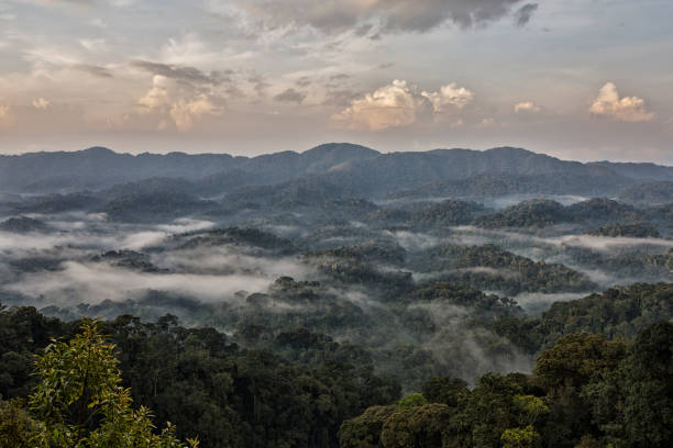Nyungwe Forest National Park 1